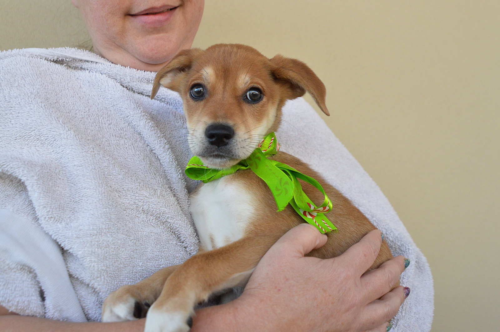 Dog for Adoption Eggnog, a Shepherd in Seagoville, TX Alpha Paw