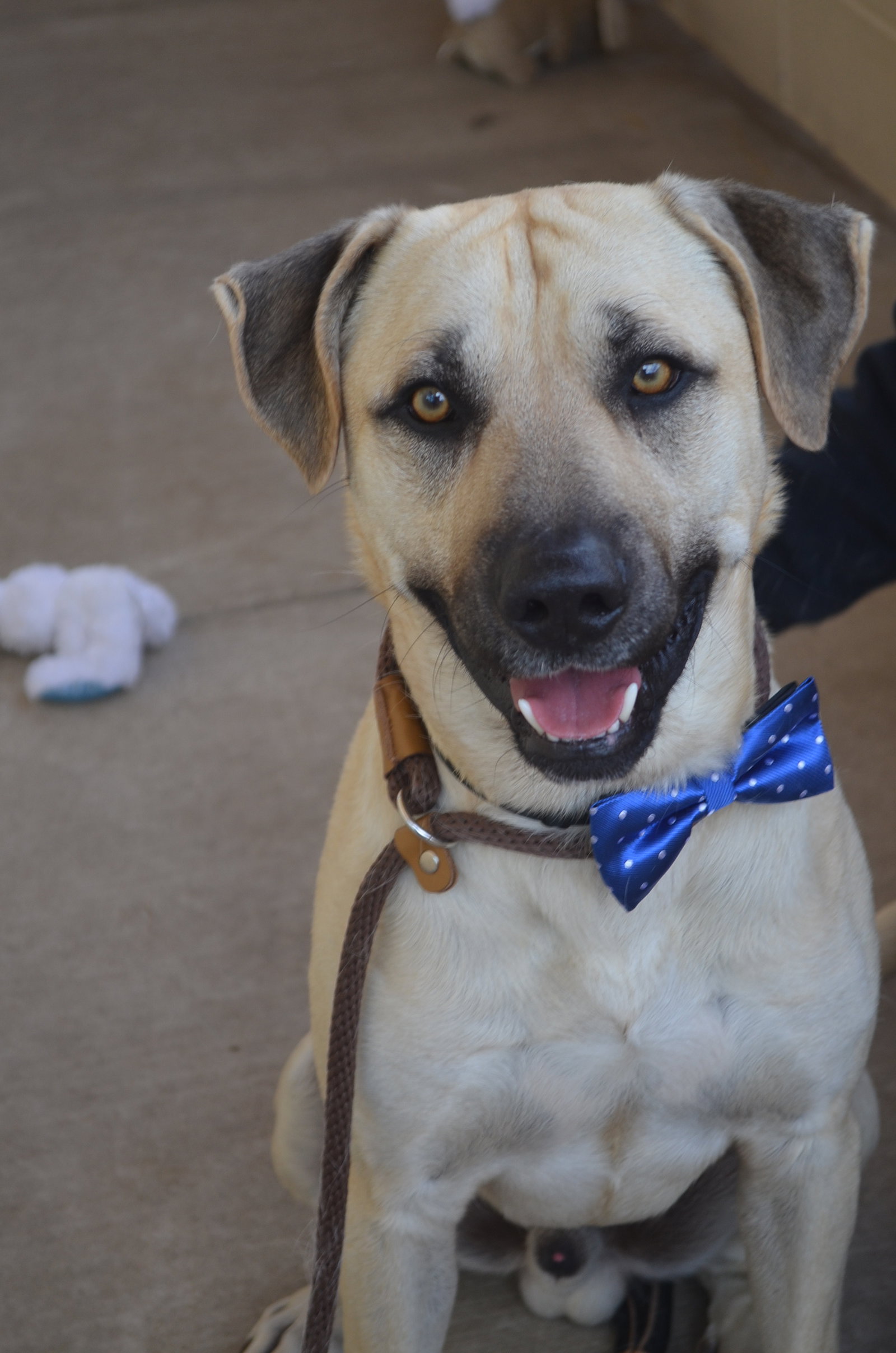 Dog adoption in McKinney, TX 75071 Shepherd / Mixed Dog "Forest"