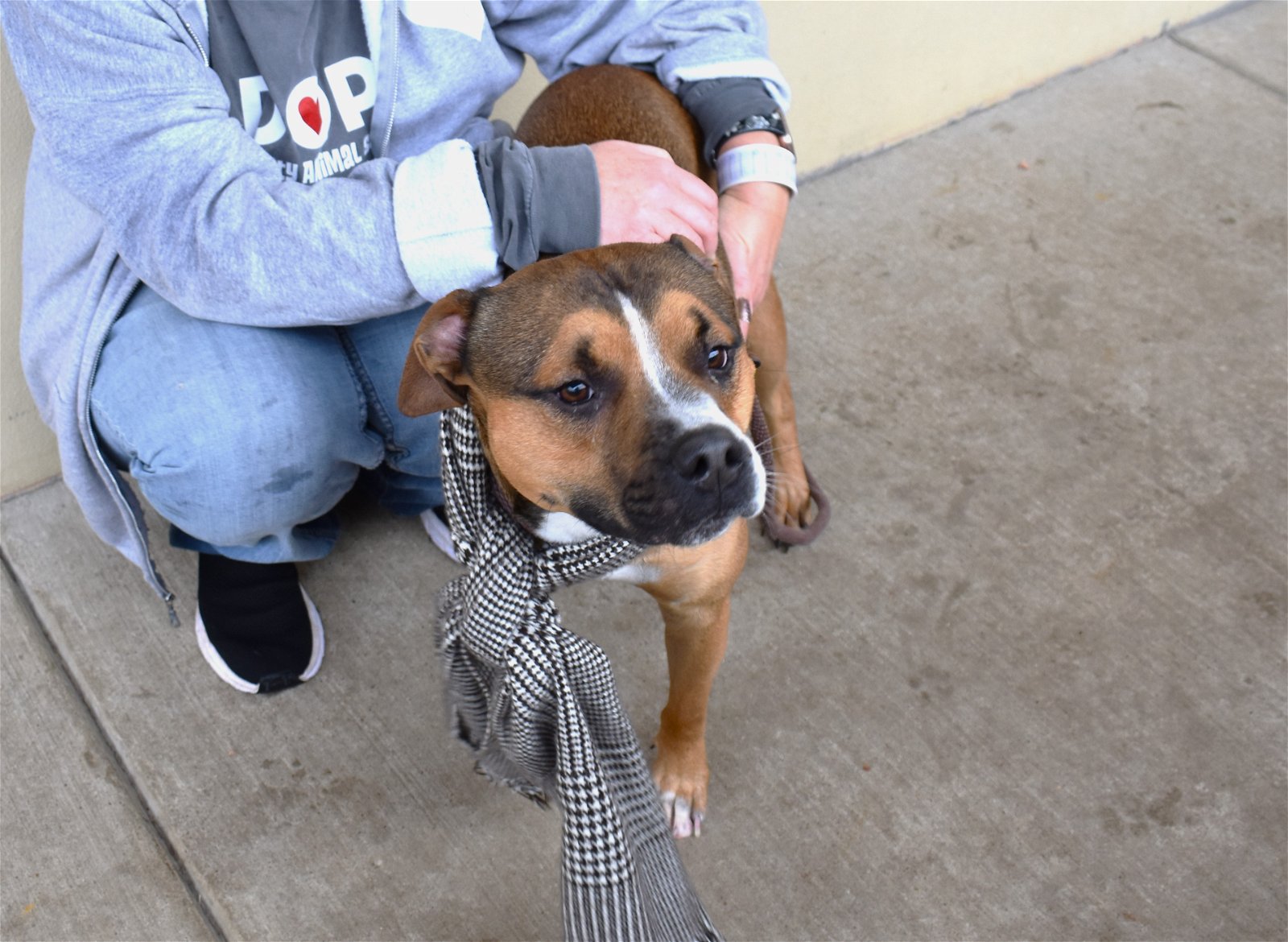 adoptable Dog in McKinney, TX named Jackson (In Foster)