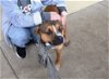 adoptable Dog in mckinney, TX named Jackson (In Foster)