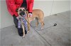 adoptable Dog in mckinney, TX named Nenana