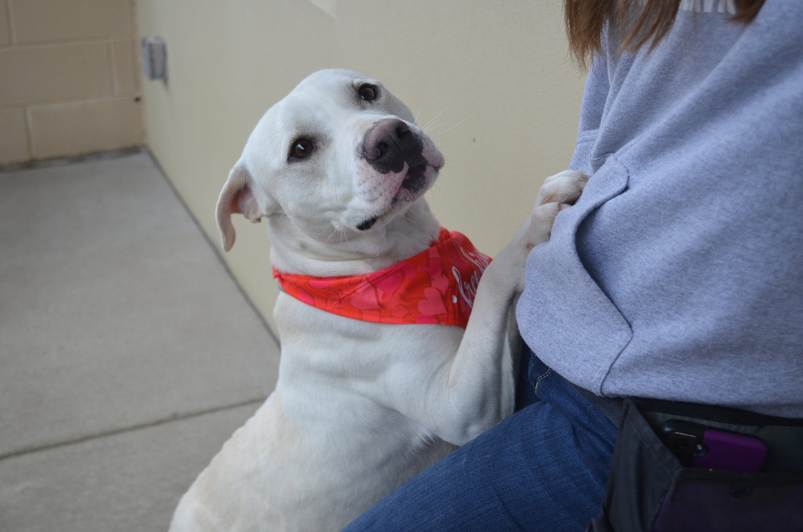 Dog for Adoption Boudin, a Labrador Retriever in Bonham, TX Alpha Paw