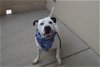 adoptable Dog in mckinney, tx, TX named Gordo