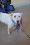 adoptable Dog in mckinney, TX named Monarch