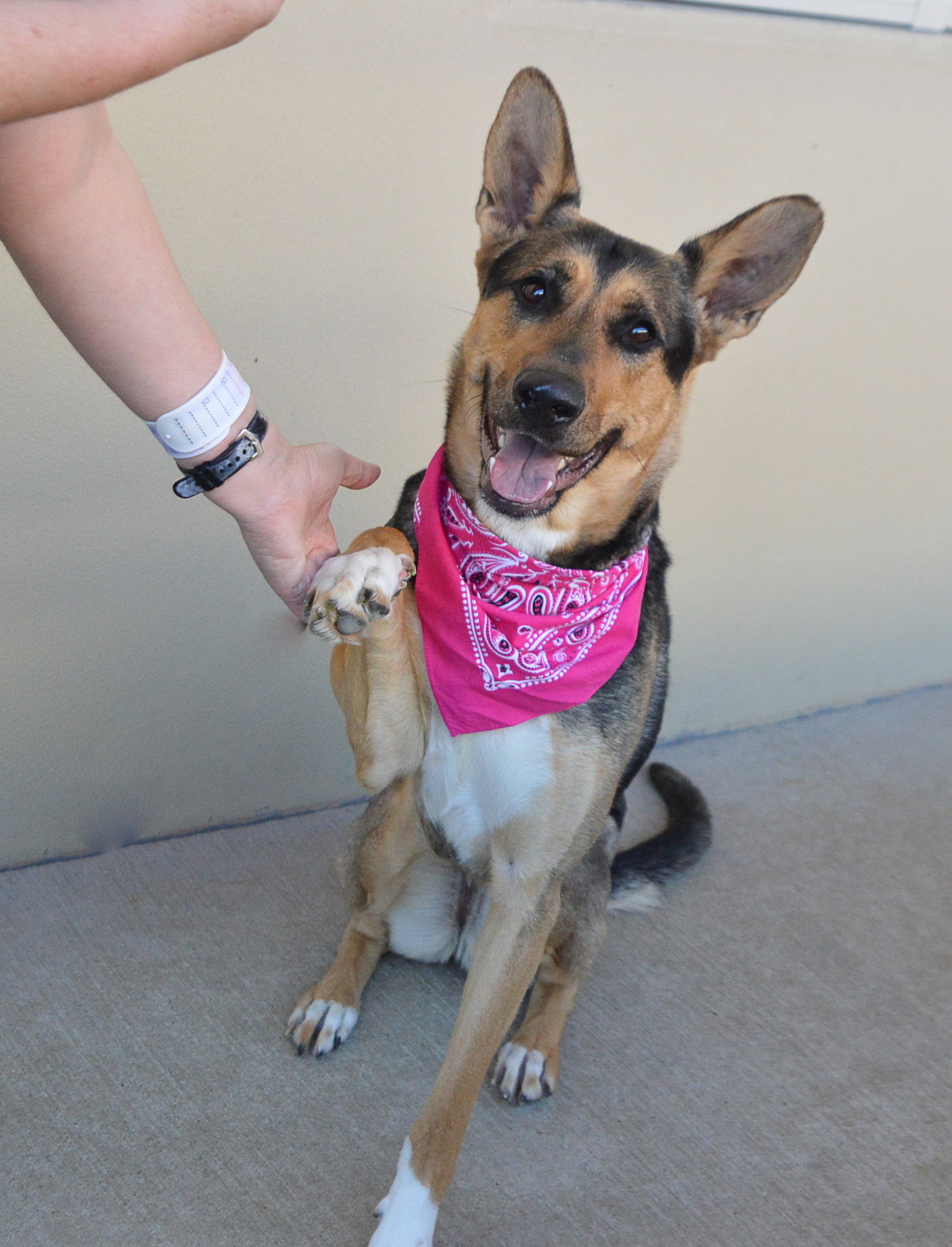 Dog adoption in McKinney, TX 75071 Shepherd / Mixed Dog "Marfa"