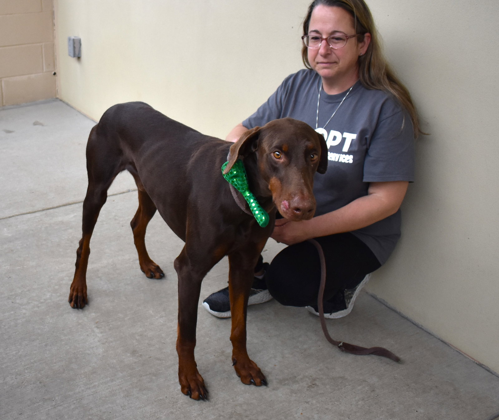Dog adoption in McKinney, TX 75071 Doberman Pinscher / Mixed Dog "Wilde"
