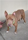 adoptable Dog in  named Asteria