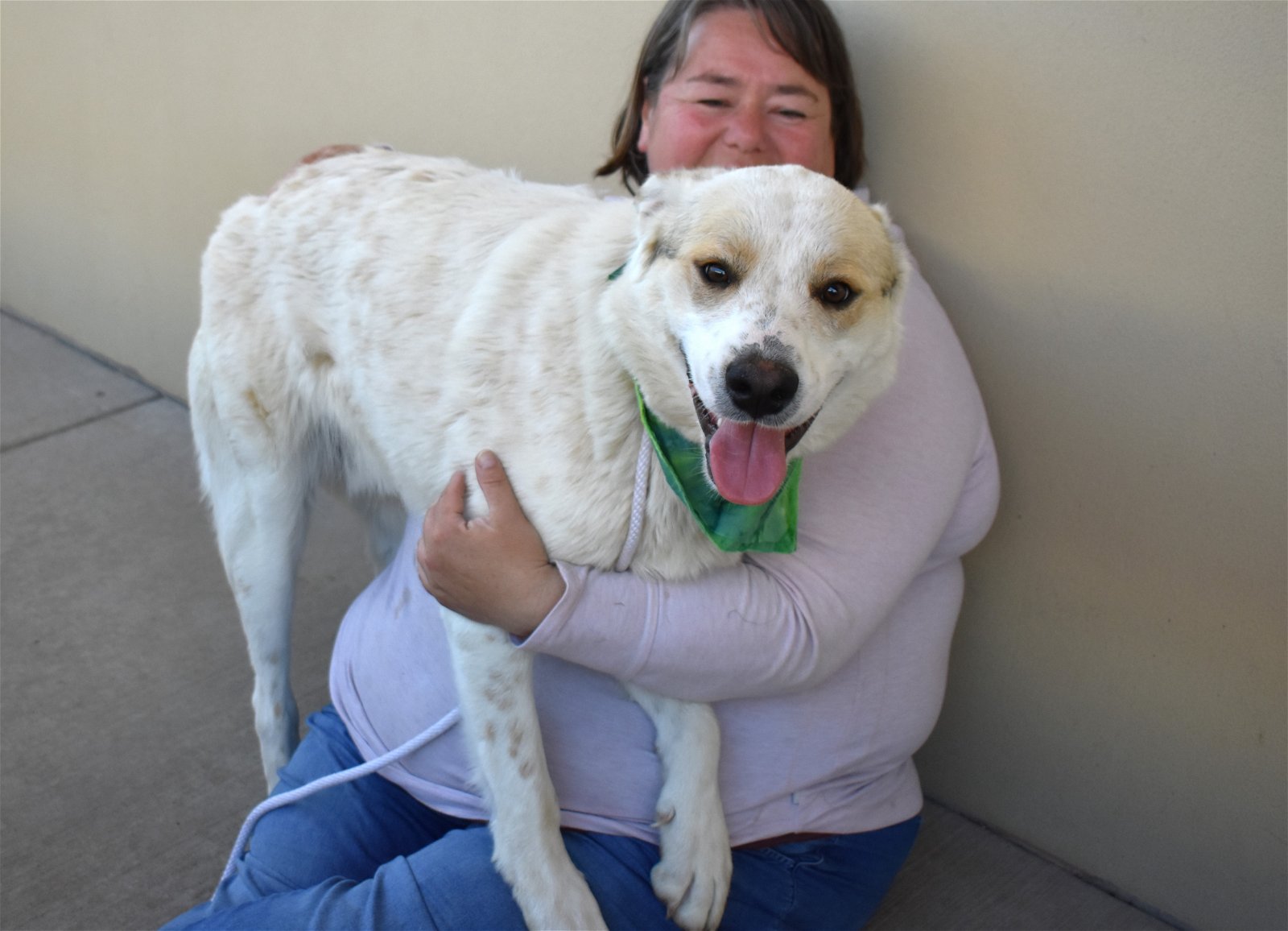 adoptable Dog in McKinney, TX named Gallagher