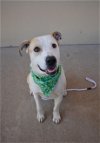 adoptable Dog in mckinney, TX named Ryan