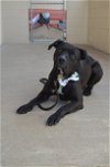 adoptable Dog in mckinney, TX named Corndog