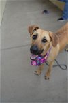 adoptable Dog in mckinney, tx, TX named Daffodil