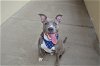 adoptable Dog in mckinney, TX named Cadbury