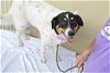 adoptable Dog in mckinney, TX named Marigold