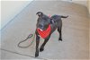 adoptable Dog in mckinney, TX named Cosmos