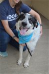 adoptable Dog in mckinney, TX named Jay