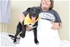 adoptable Dog in mckinney, TX named Carrot