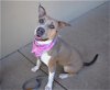 adoptable Dog in  named Lilac
