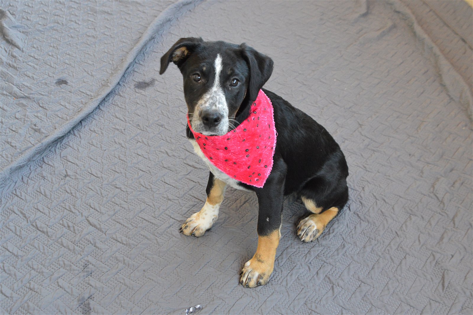 adoptable Dog in McKinney, TX named Strawberry