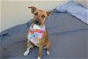 adoptable Dog in mckinney, TX named Carnation