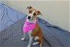 adoptable Dog in mckinney, TX named Rose