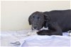 adoptable Dog in mckinney, TX named Lotus