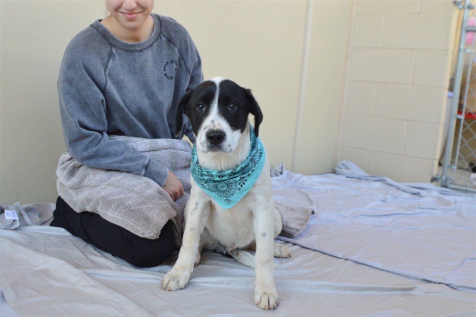 adoptable Dog in McKinney, TX named Dodger