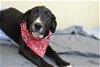 adoptable Dog in mckinney, TX named Cardinal