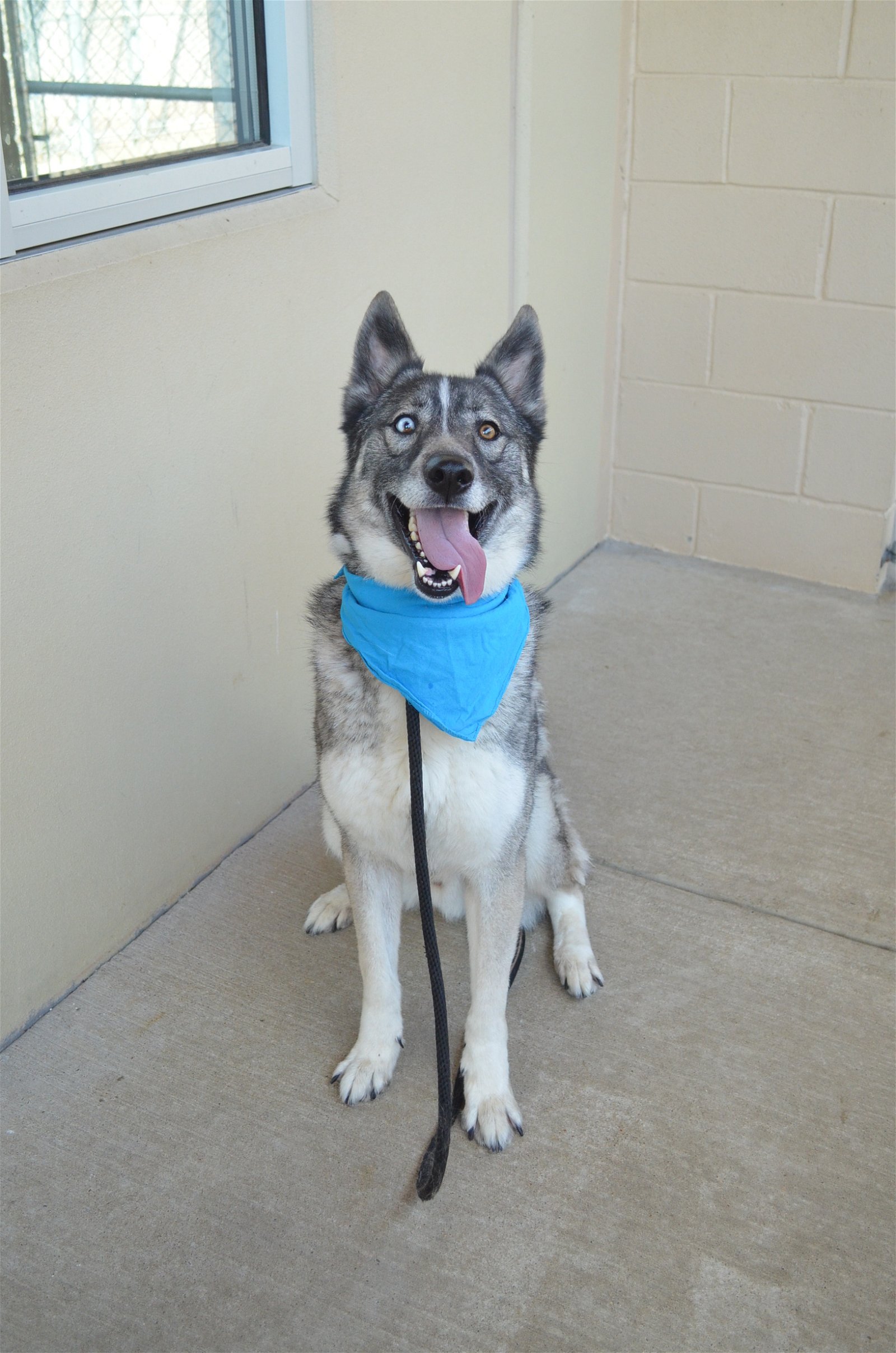adoptable Dog in McKinney, TX named Bravo