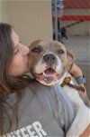 adoptable Dog in mckinney, TX named Cameron
