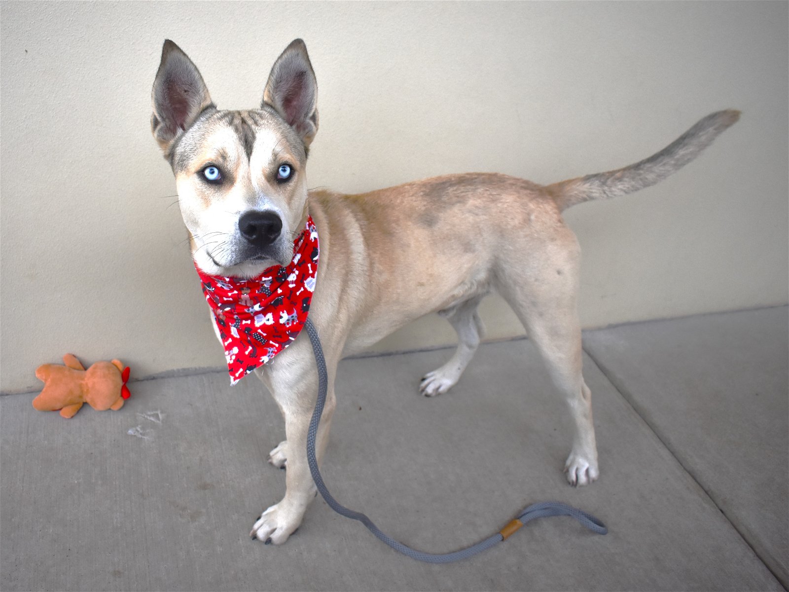 adoptable Dog in McKinney, TX named Cheddar