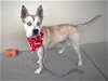 adoptable Dog in mckinney, TX named Cheddar