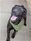 adoptable Dog in mckinney, TX named Kamilla