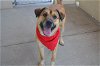 adoptable Dog in mckinney, TX named Clark