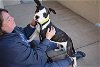 adoptable Dog in mckinney, TX named Provola