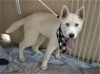 adoptable Dog in mckinney, TX named Parmesan
