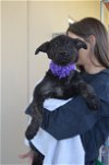 adoptable Dog in mckinney, TX named Selma