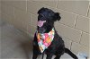 adoptable Dog in mckinney, TX named Nala