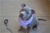 adoptable Dog in mckinney, TX named Laverne