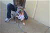 adoptable Dog in mckinney, TX named Shirley