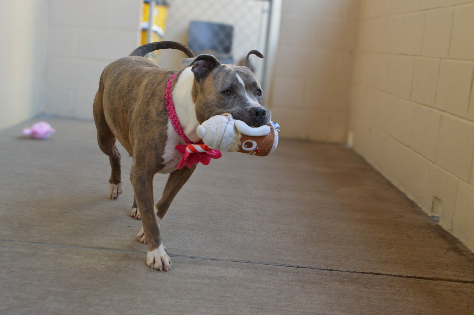 adoptable Dog in McKinney, TX named Echo