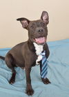 adoptable Dog in McKinney, TX named Melvin