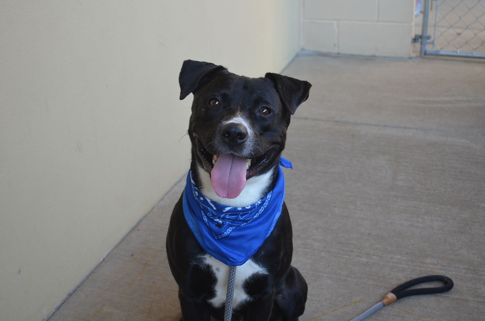 adoptable Dog in McKinney, TX named Ace