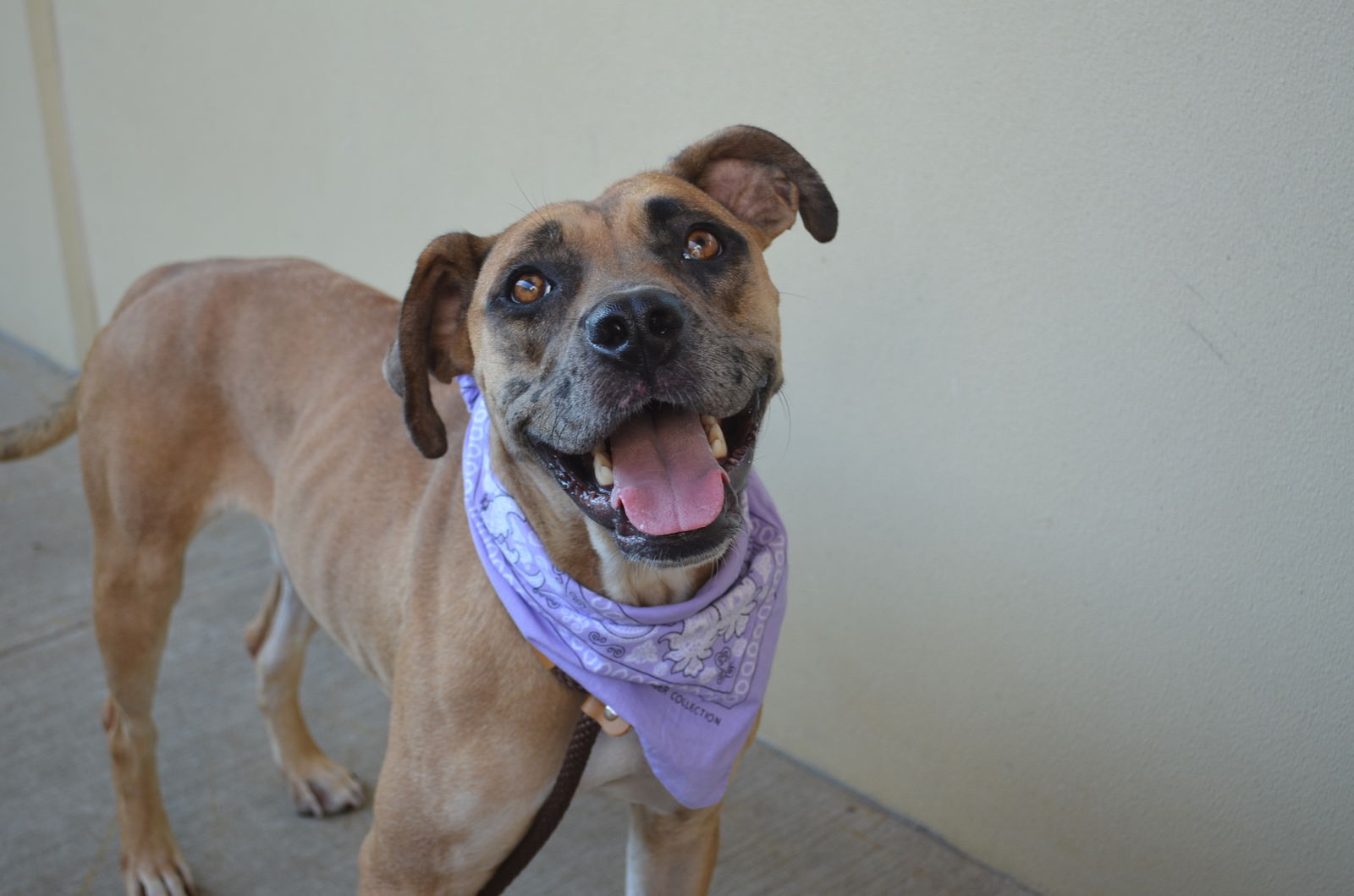 adoptable Dog in McKinney, TX named Seine