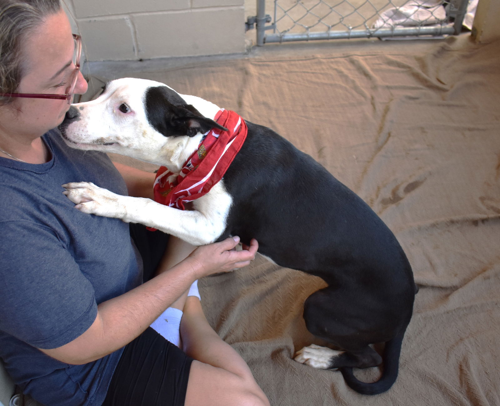 adoptable Dog in McKinney, TX named Nantucket