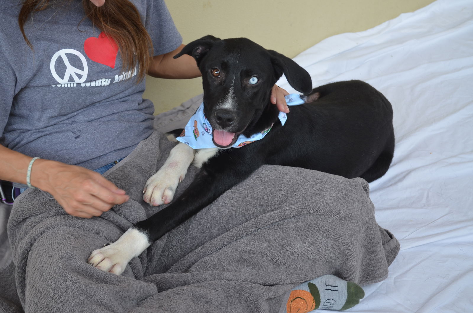 adoptable Dog in McKinney, TX named Kayak