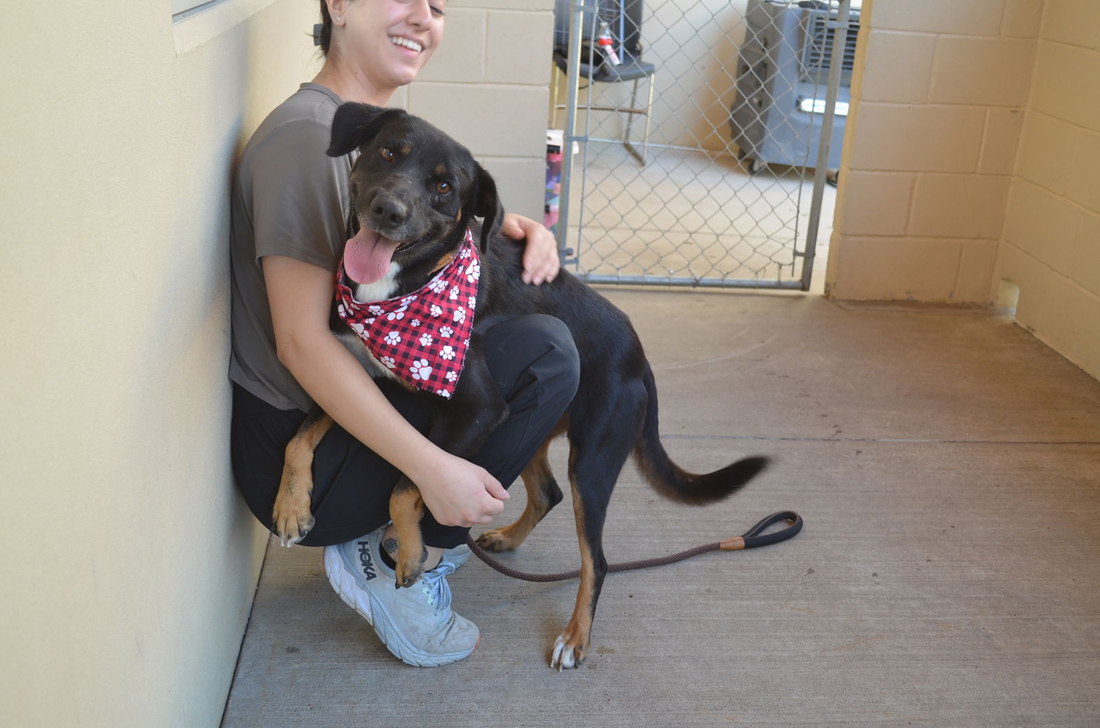 adoptable Dog in McKinney, TX named Silver