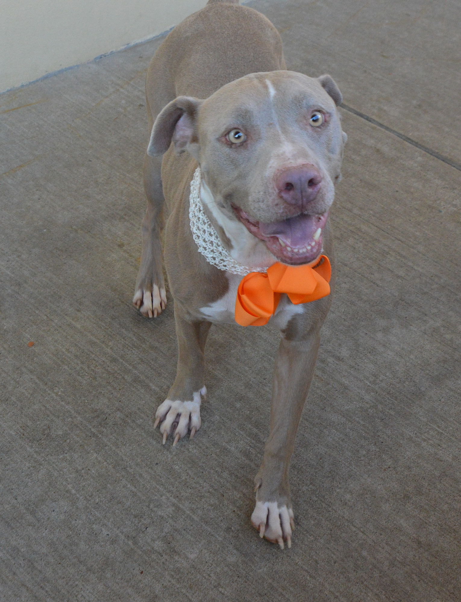 adoptable Dog in McKinney, TX named Sugar