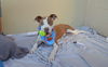 adoptable Dog in McKinney, TX named Tyrian