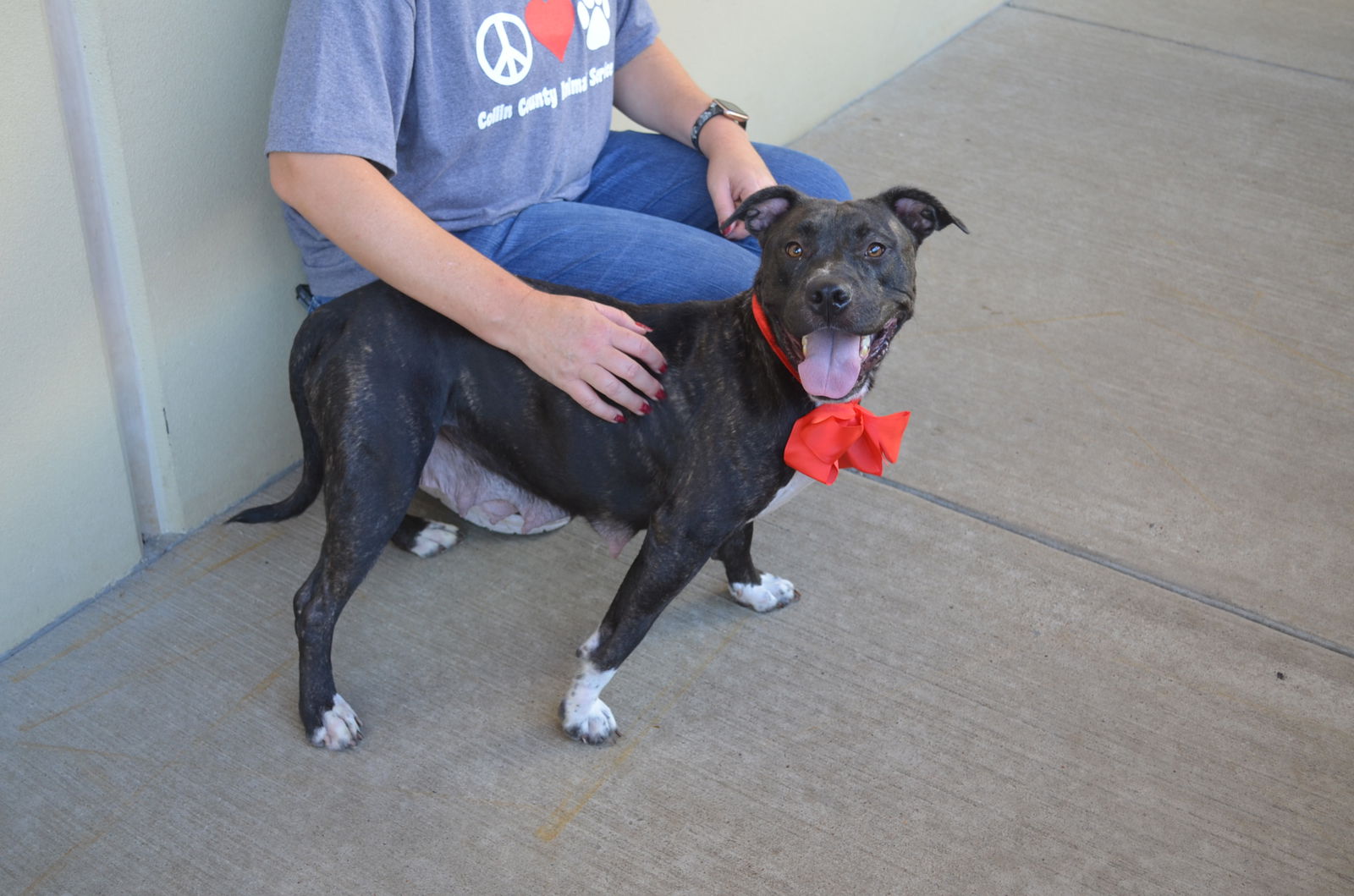 adoptable Dog in McKinney, TX named Sally