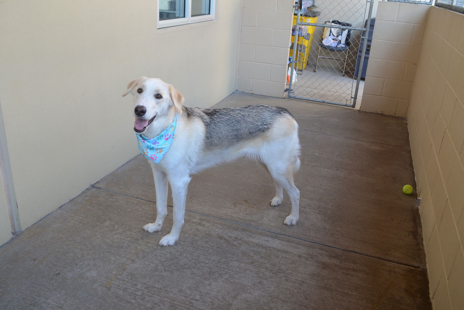 adoptable Dog in McKinney, TX named Roan